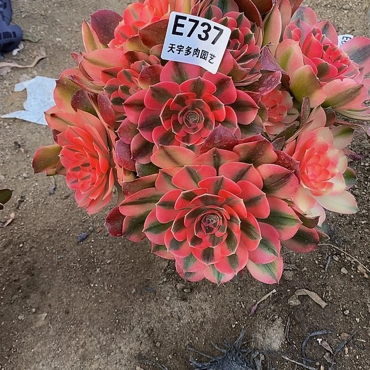 多肉香妃阴阳737多肉