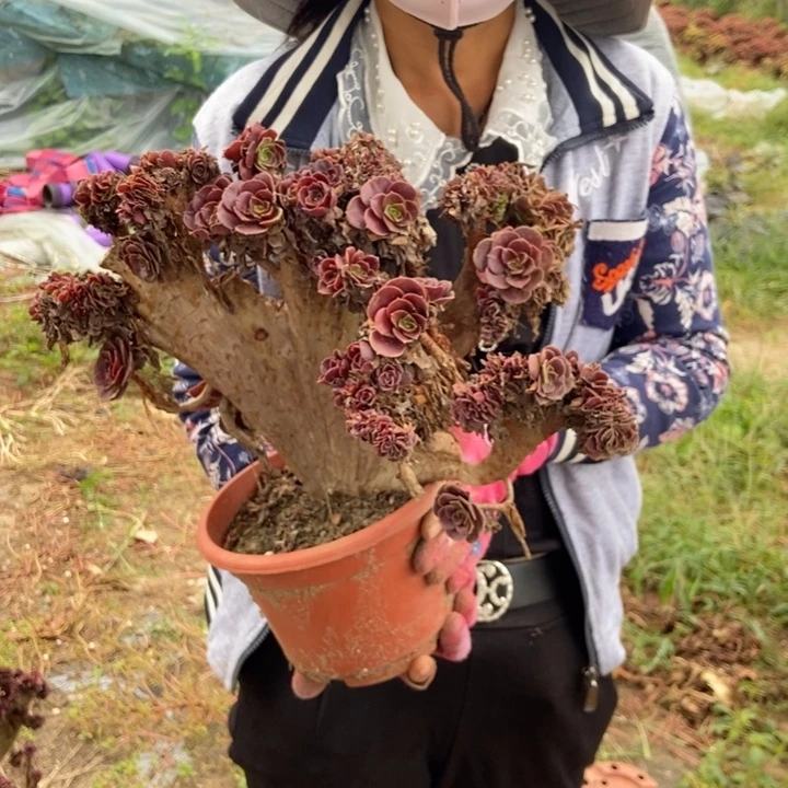 皓***售916欧紫缀化老桩伤