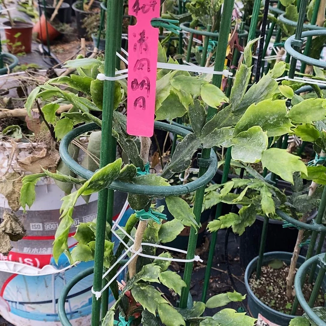 清***白无花朵福利款发货