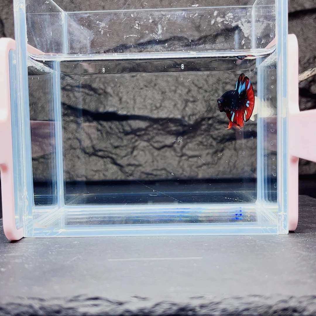 海水鱼宙斯斗鱼竞拍10-31