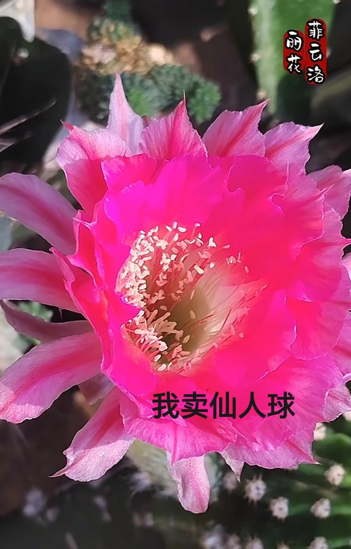 丽花绯云洛侧芽（满28米包邮非偏远）