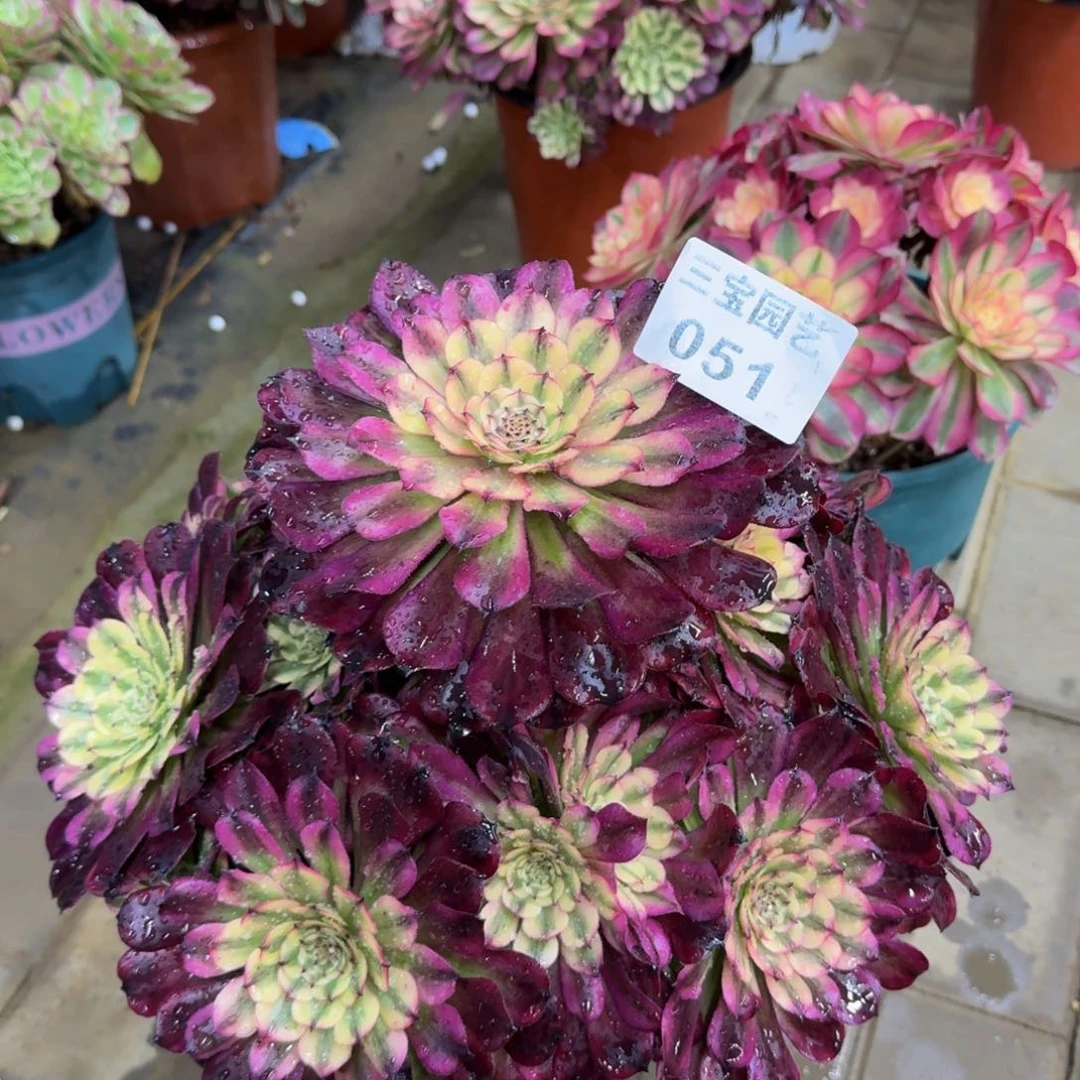 锦**程多肉植物051辉煌