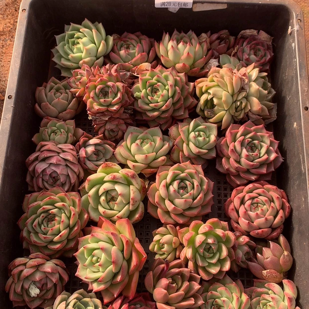 【闪购商品】云76号