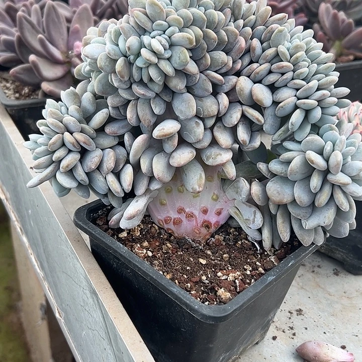超大粉兔群生缀化