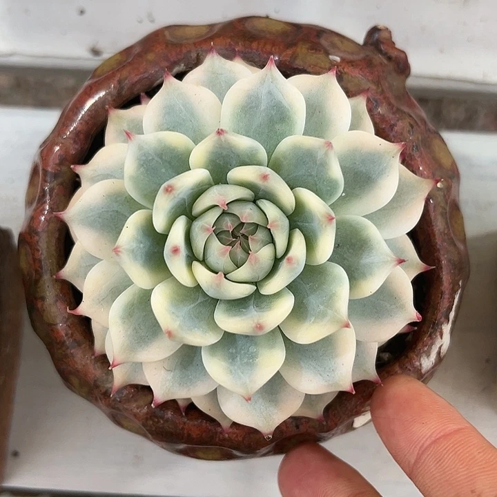 吉娃娃锦多肉植物