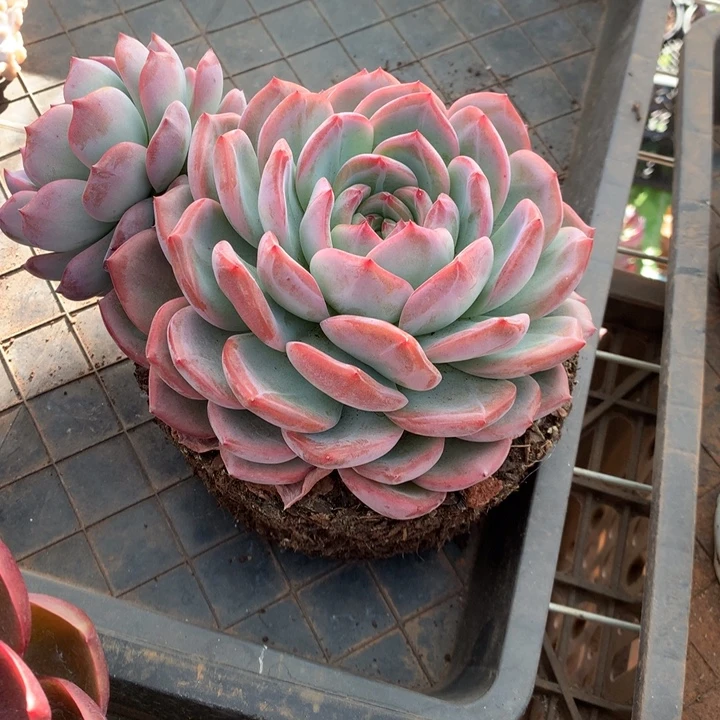 冷***知定向红鸾多肉植物58