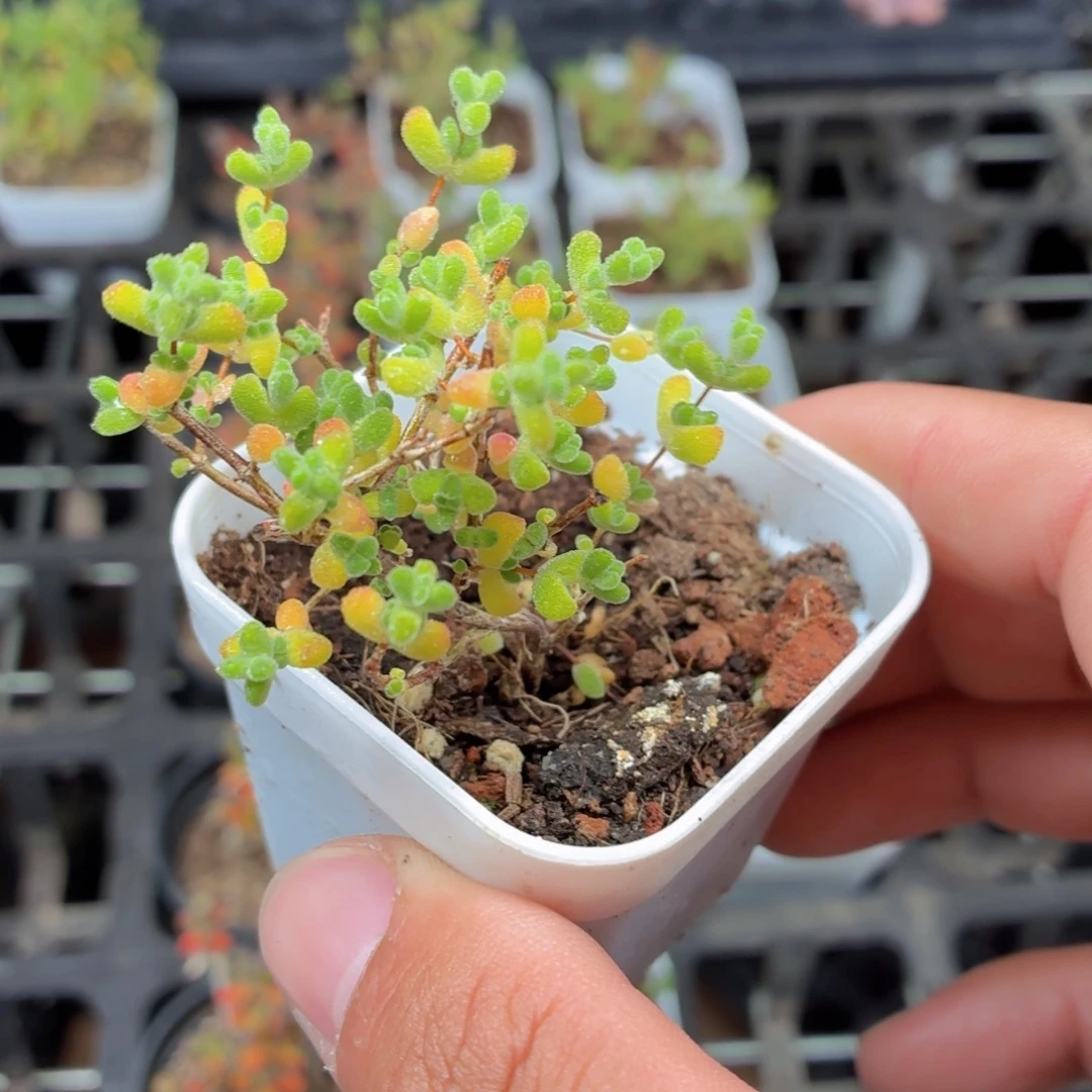 莱斯枝干多肉9.9包邮发货