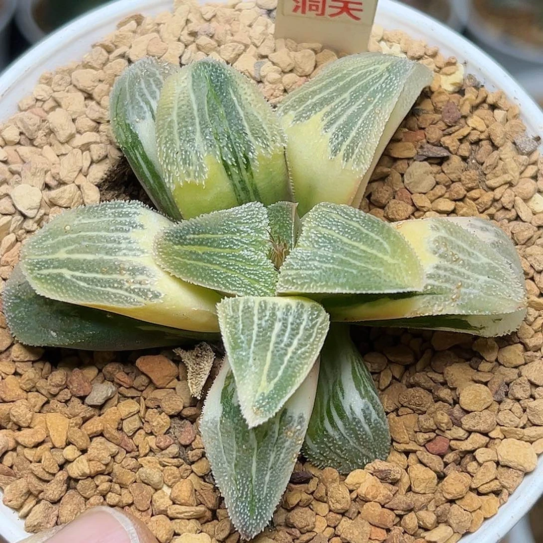 22糊斑实生寿锦福利福利福利