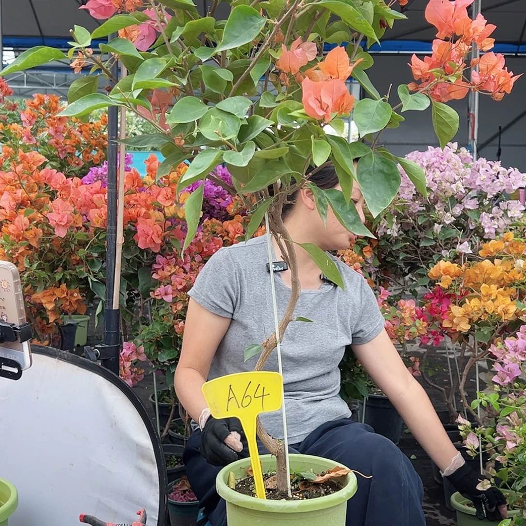 婉***婉大部分花苞少量开放A64波妹