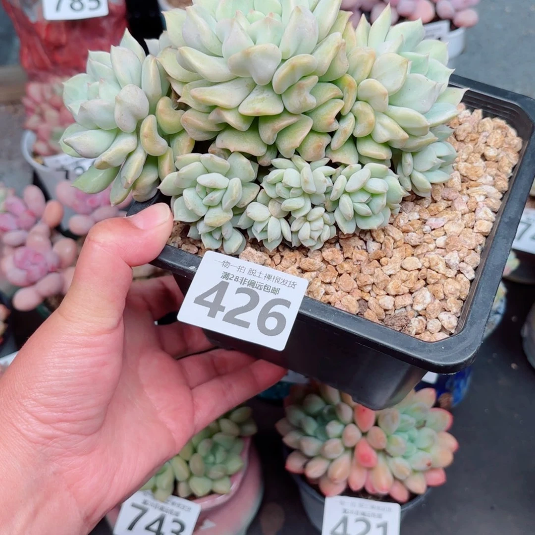 超奶群整桩多肉多