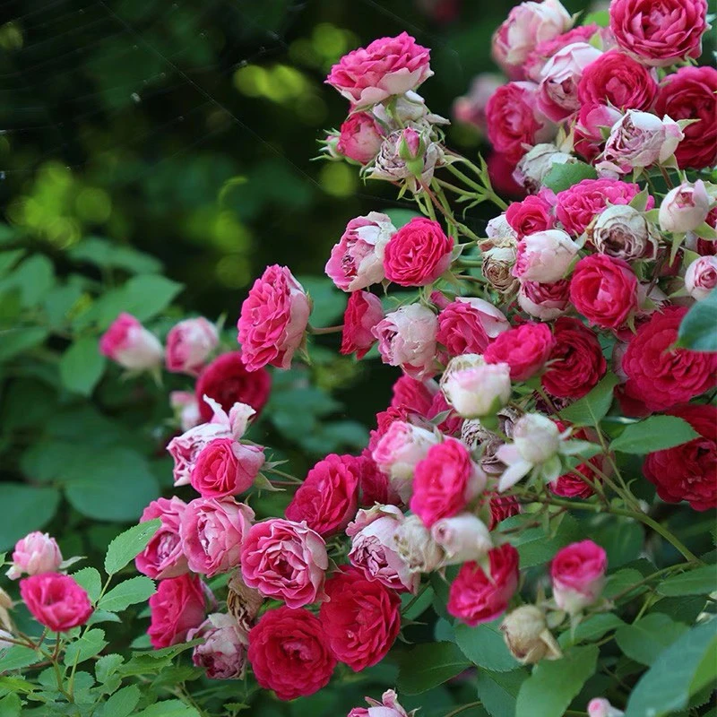 顺丰包邮！胭脂扣树状棒棒糖月季月季花包成活棒棒糖月季花