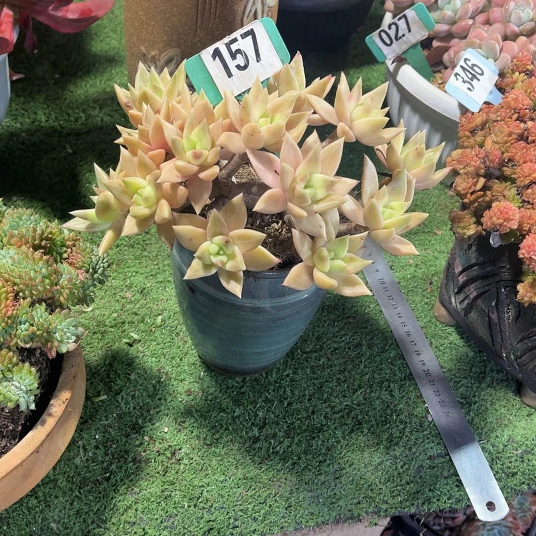 冰***心表丽娜多肉植物保护157