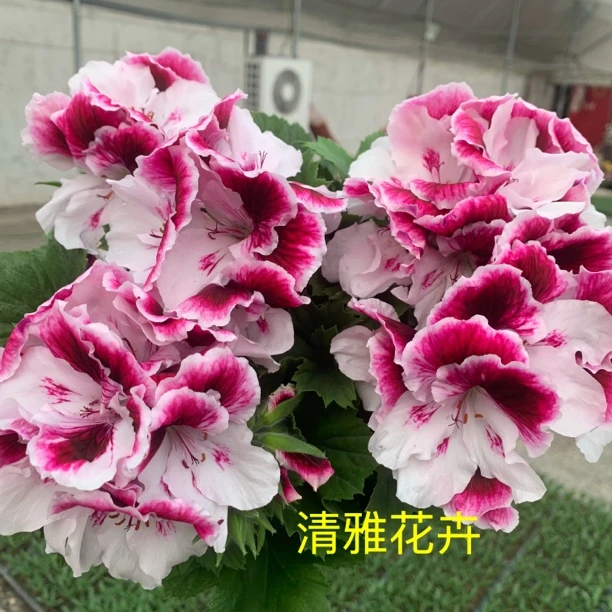 【贵妃】大花蝴蝶梅一颗包邮