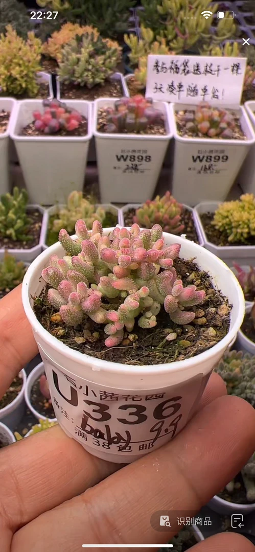 baby-红宝石锦-多肉植物枝干番杏