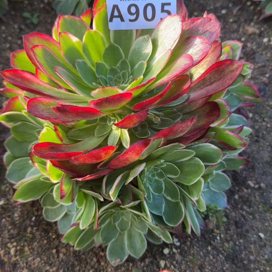 905粉花妖。多肉植物