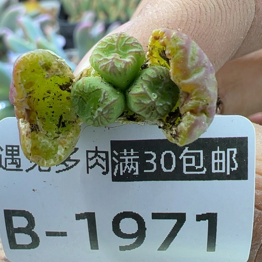 多肉植物111111111111111