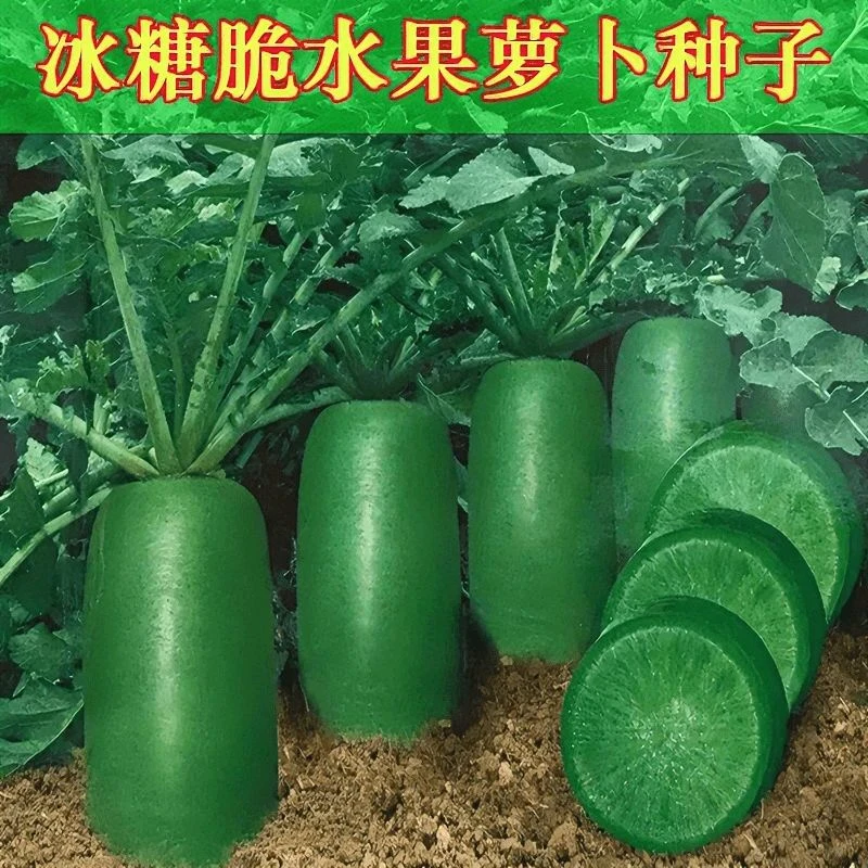 【全店满5包】冰糖水果萝卜种子生吃脆甜农家四季播种阳台盆
