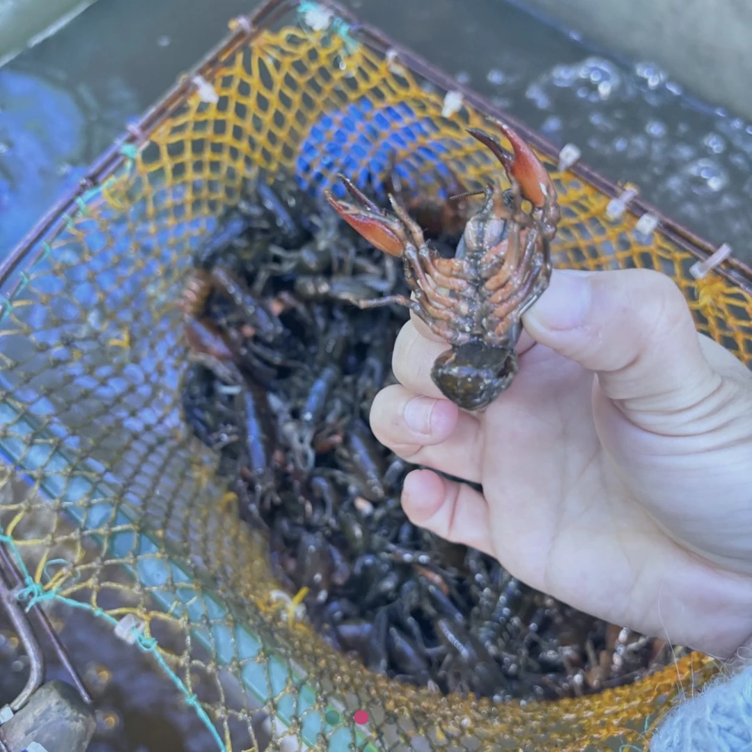东北新鲜活体大中小蝲蛄包邮顺丰