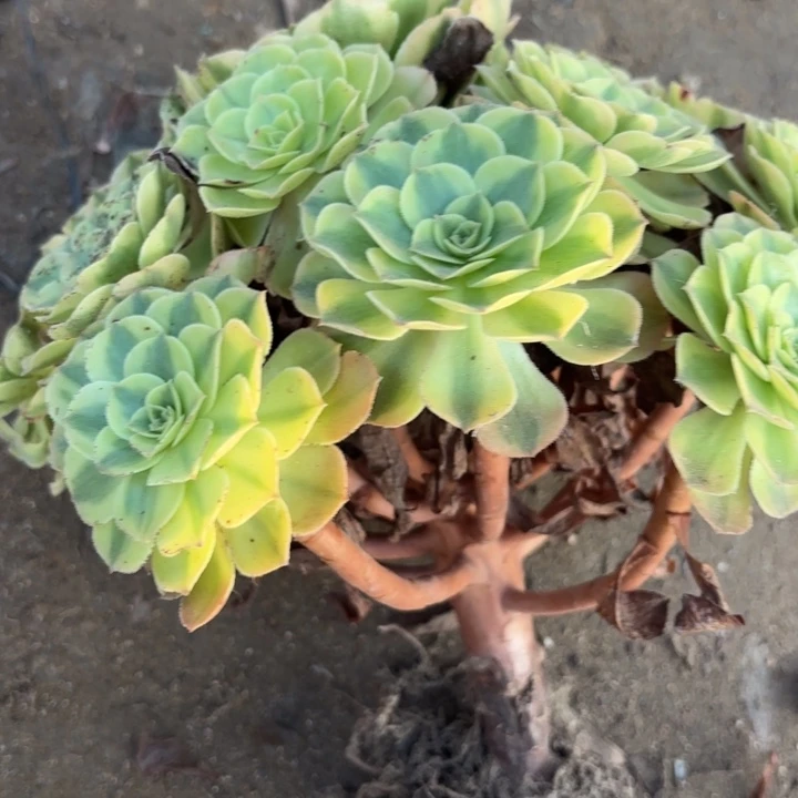 泽***雨荷有瑕疵不包损泽51