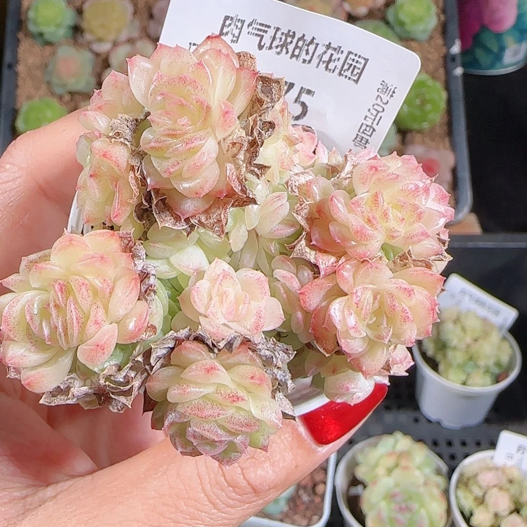 1026-275麦秆优选不包整