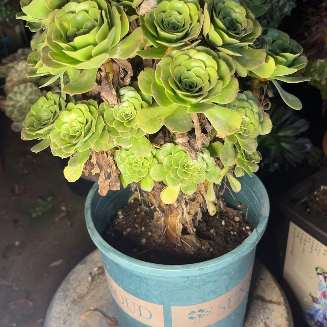 11翡翠琉璃法师饿我肉植物