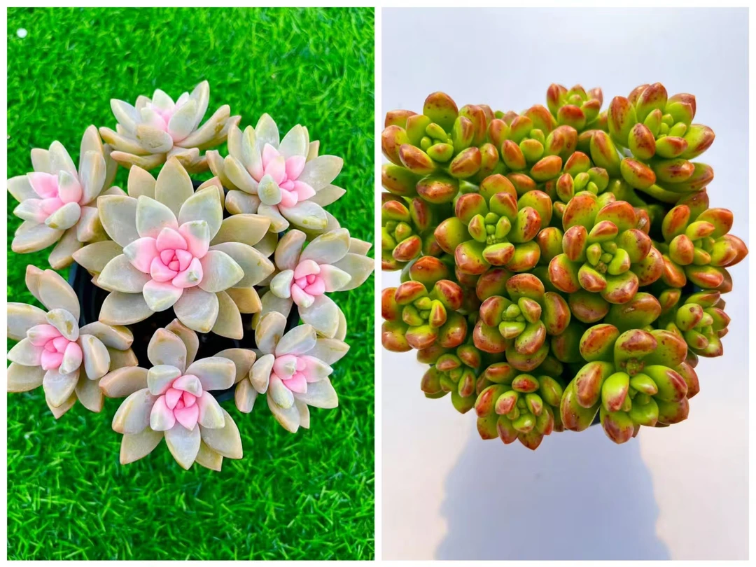 【樱花锦+碰碰香】带盆土发货  云南红太阳多肉 星花怒放
