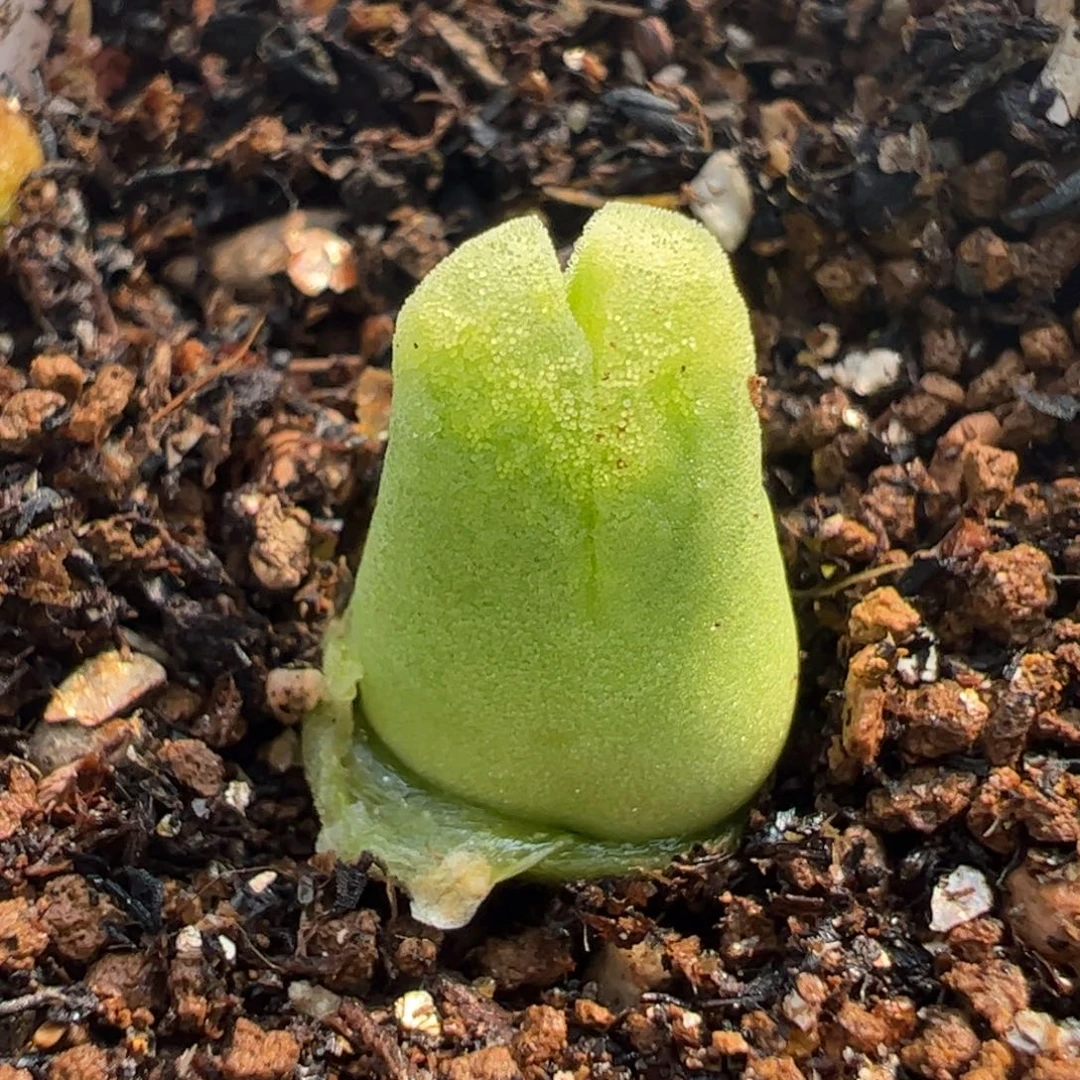 841多肉植物组合