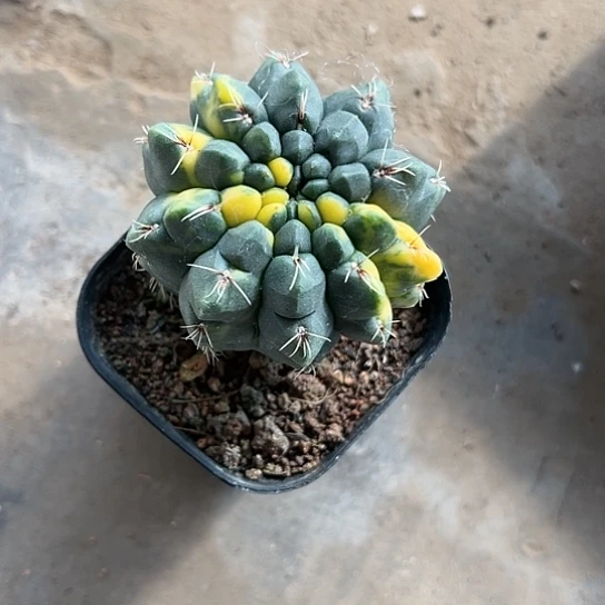 蹬*实生绯花玉锦675778