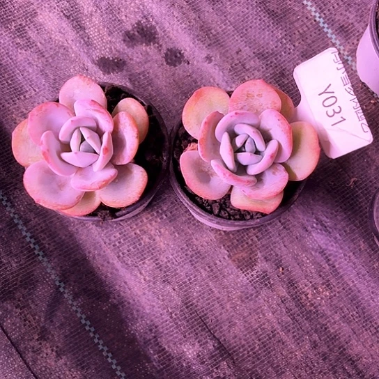 春*我是第一百个为妖刀应援的阴阳师