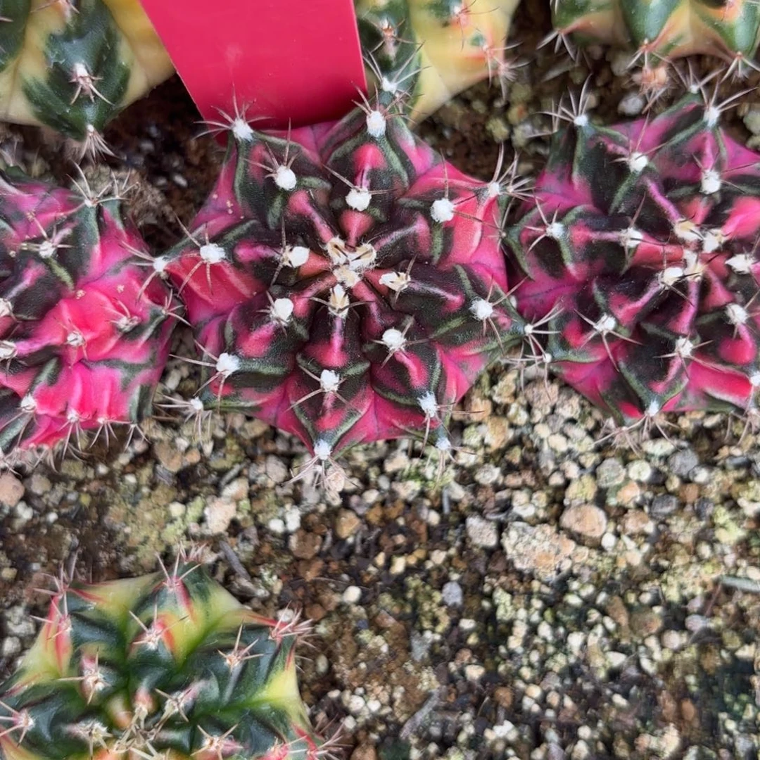 197-1209泰国发货多肉