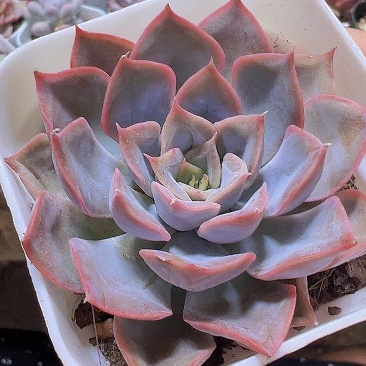 菲欧娜19包邮多肉植物