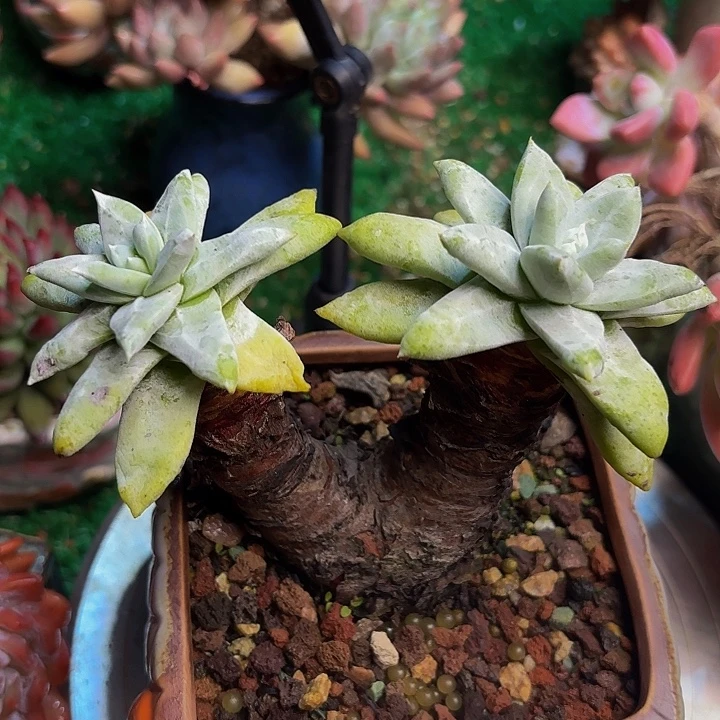 拇指老桩多肉 一颗