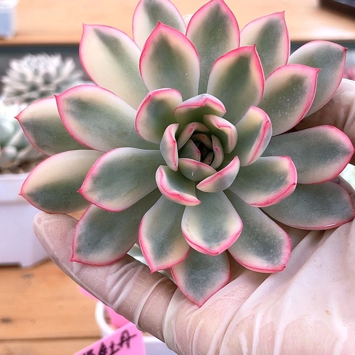 兔***雨燕座锦一物一拍