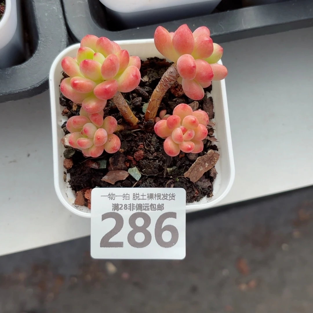 香格里拉老桩无盆土发货