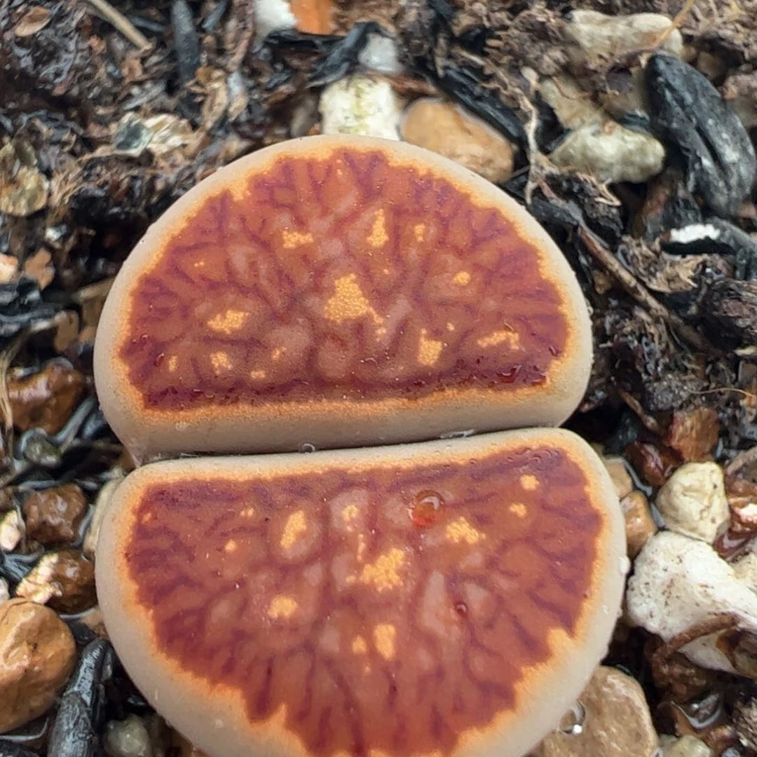 红窗菊多肉植物百科，