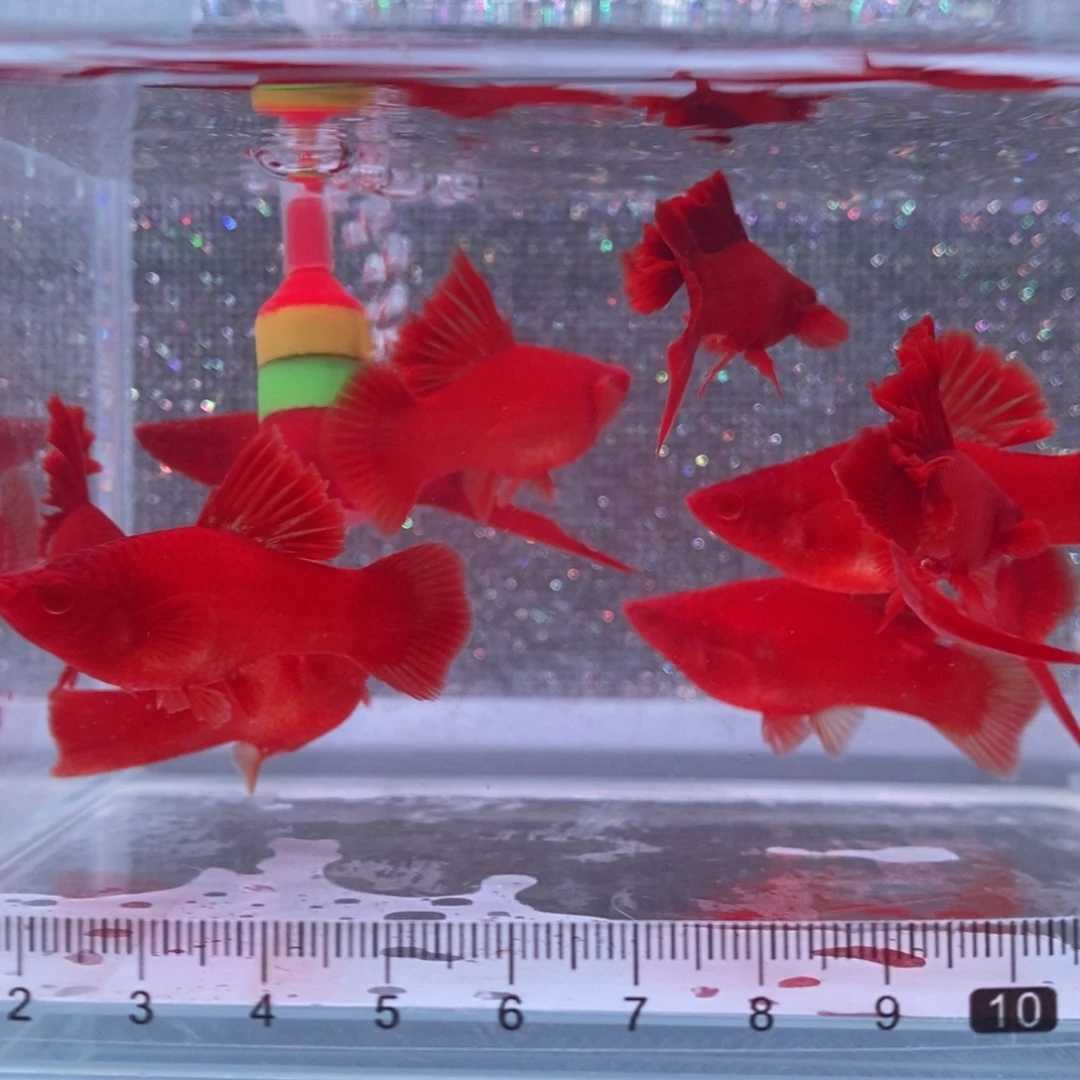 红剑鱼高鳍红剑亚成4公6母