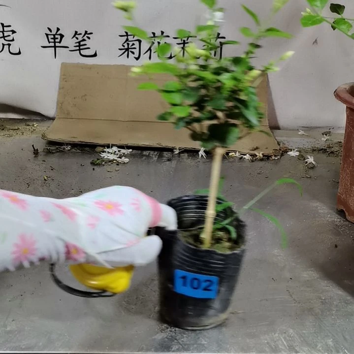 大部分花苞少量开放大*