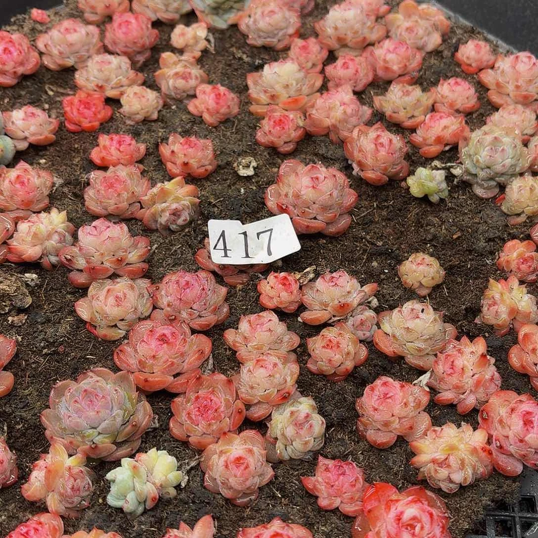 ✨***子多肉植物多头肉植物417