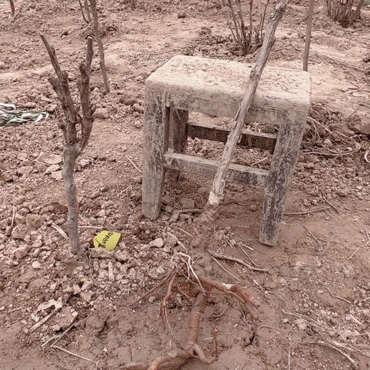 当前无花栽培后可以开花仙桃