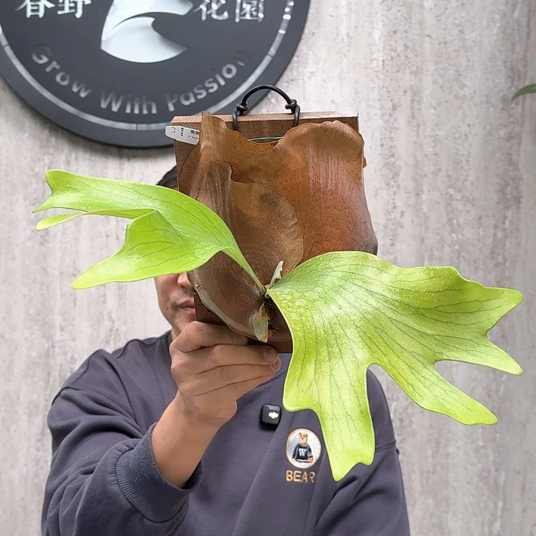 不开花植物驼鹿鹿角蕨春野花园