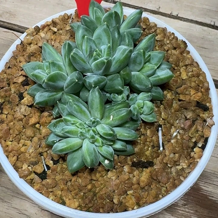 小****量美人缀512多肉植物
