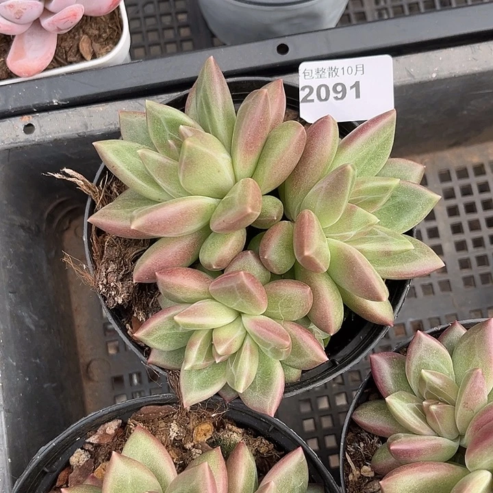 阿雅园艺。         2091迷雾泡泡