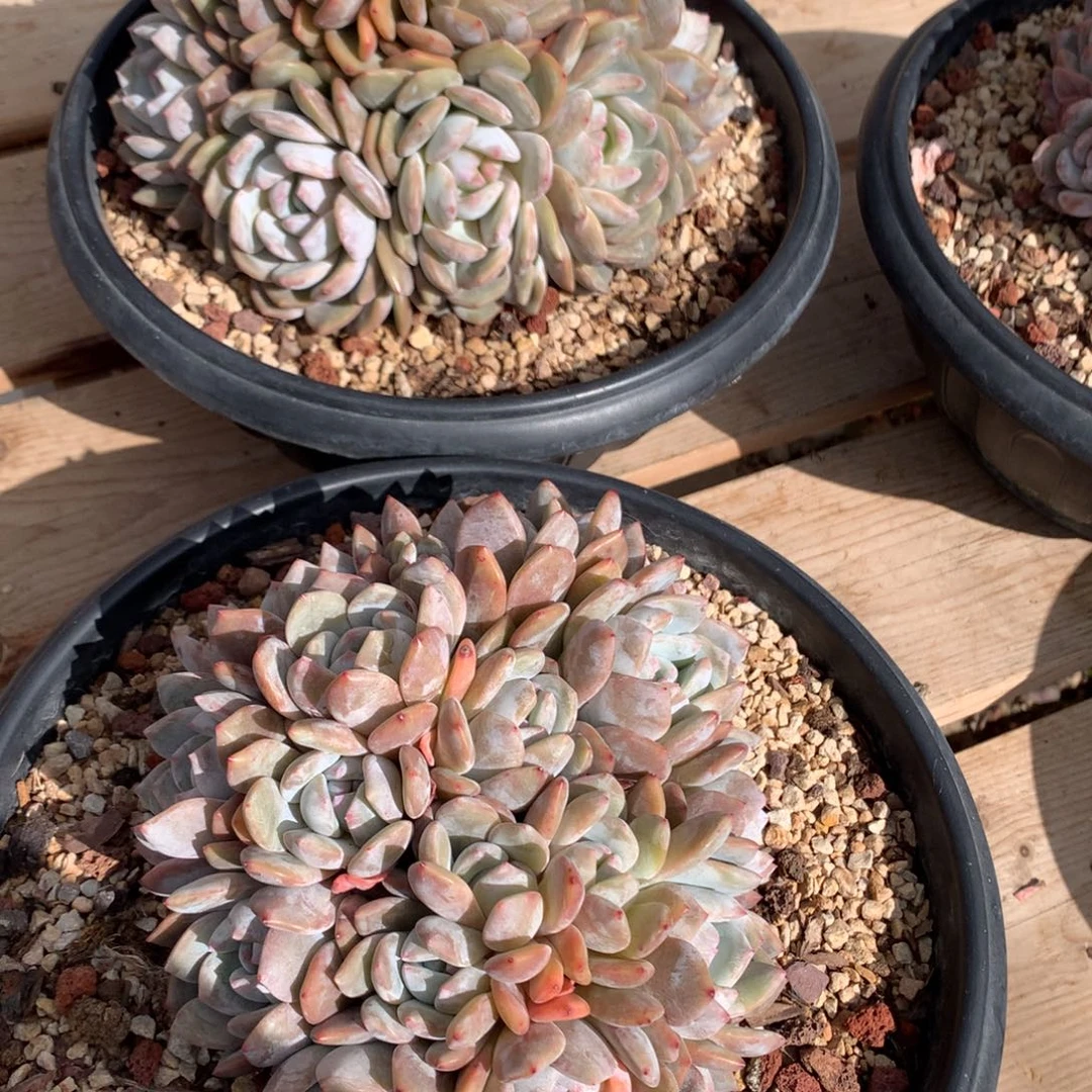 二胖多肉石榴籽群ai两颗