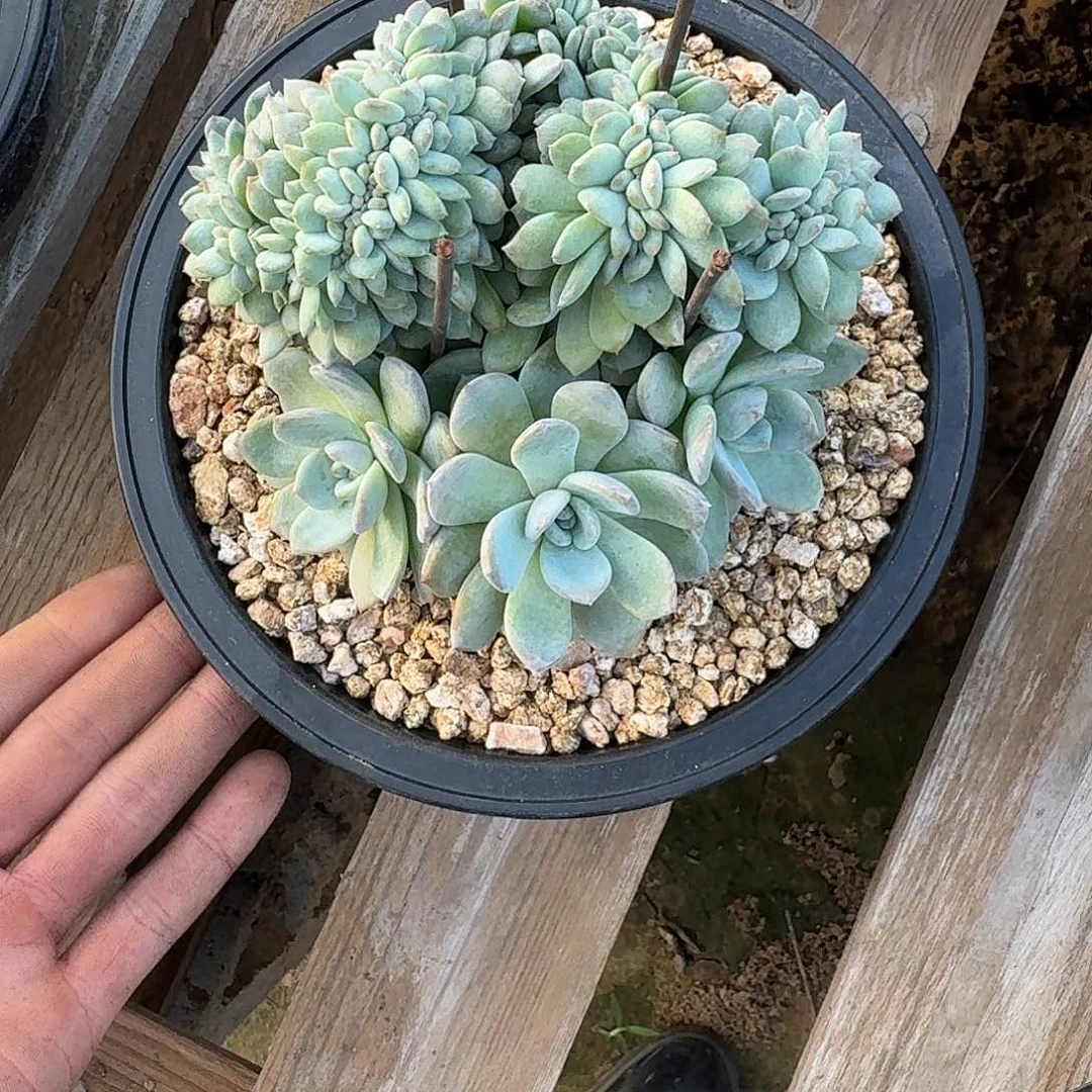 星影树缀无砍多肉