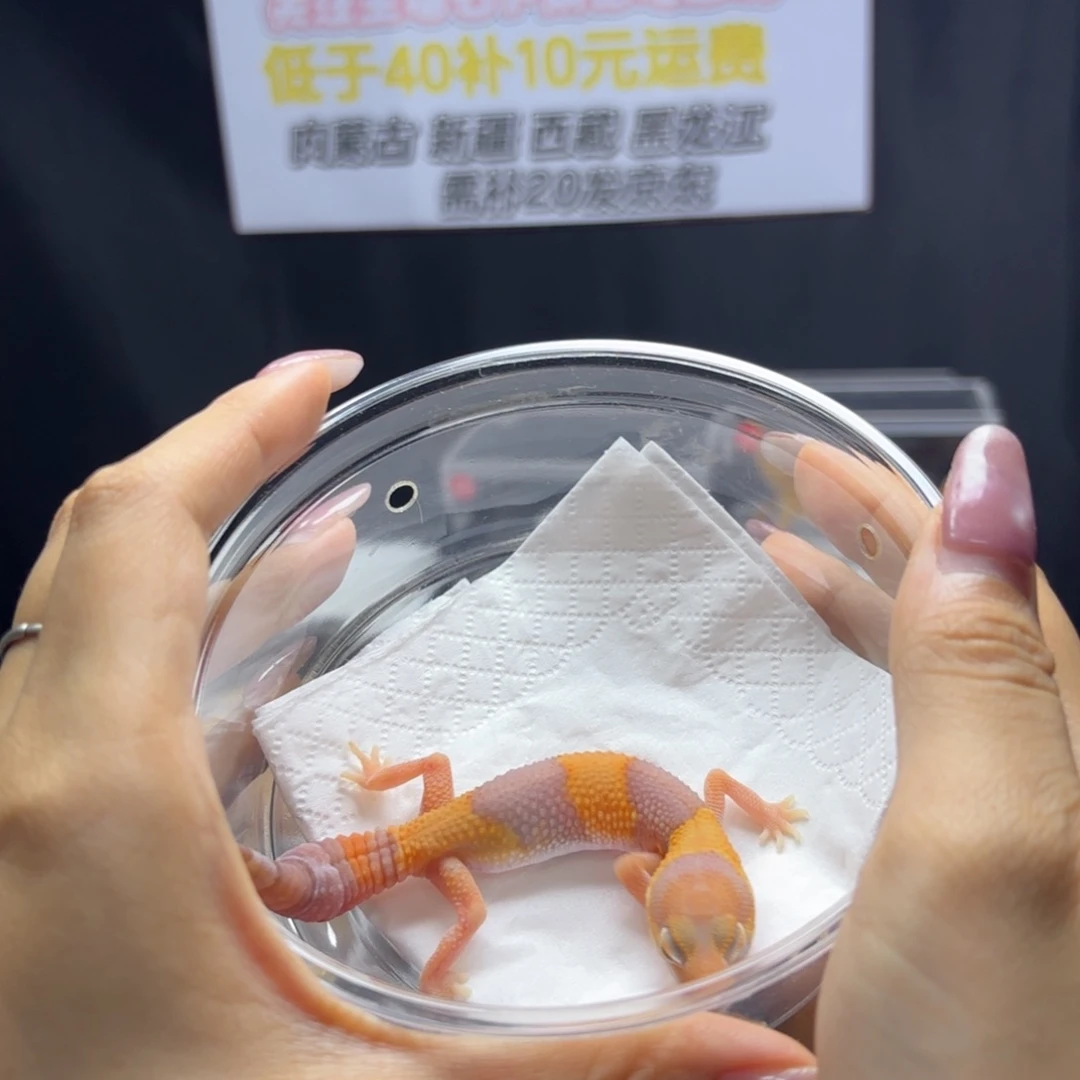肥尾守宫橘白公温