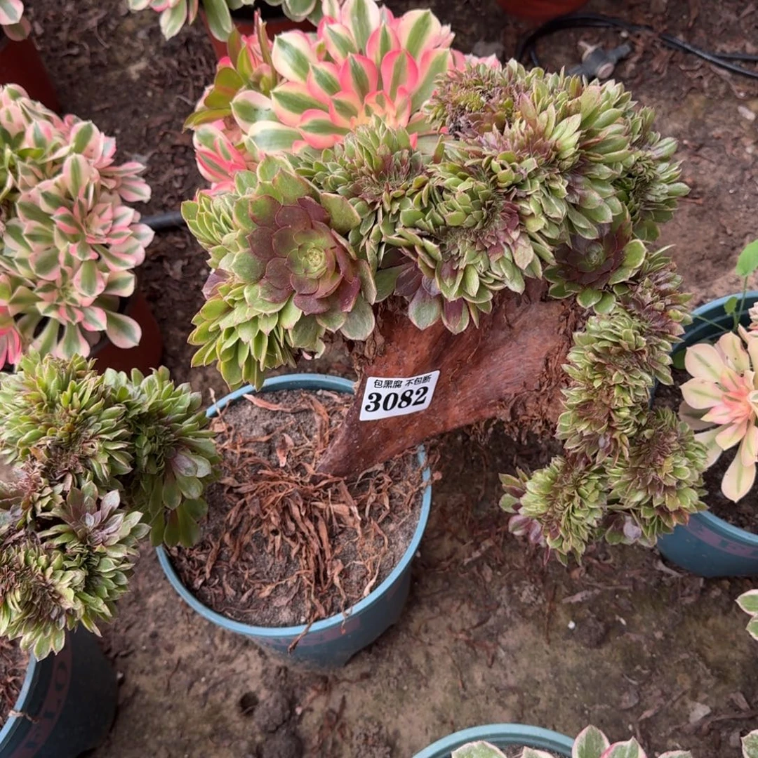 19-10法师万圣节缀不包断3082