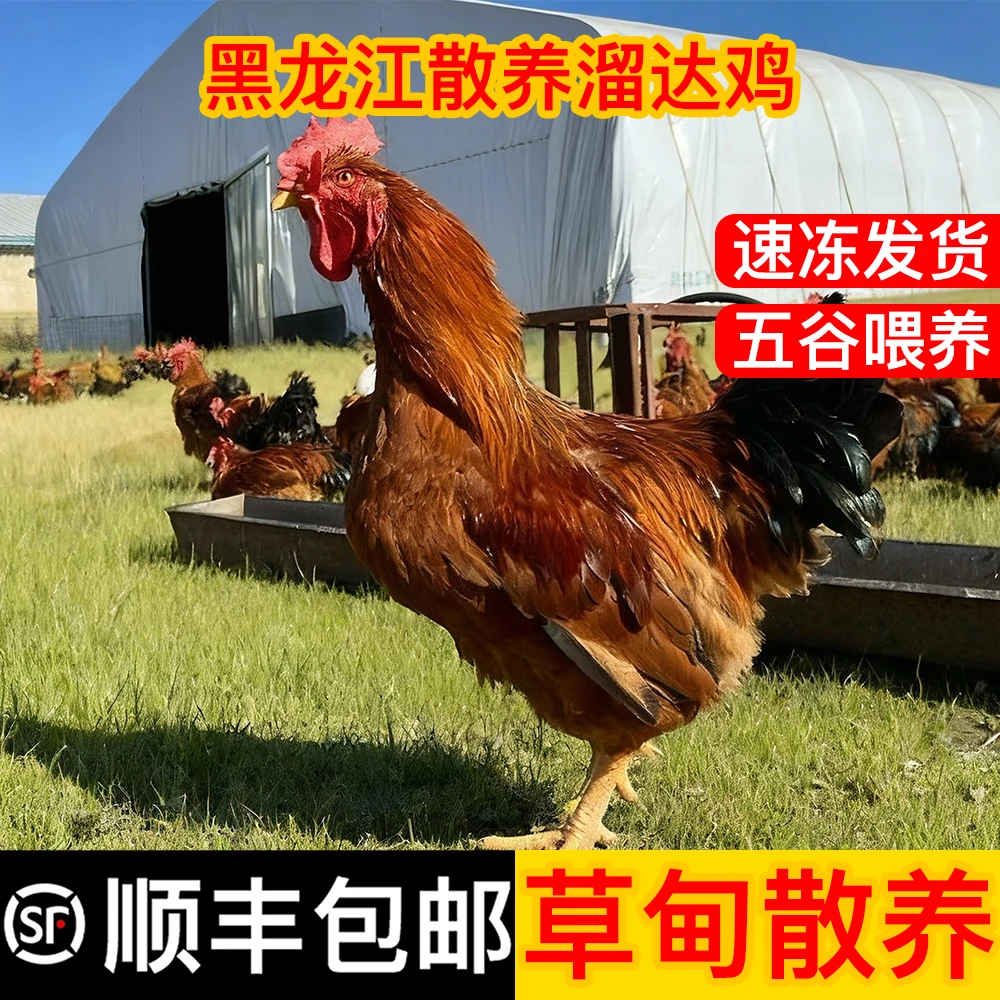 【顺丰包邮】东北散养溜达鸡大公鸡 1只（8-9个月）