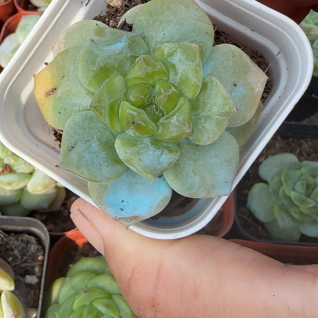 小卡拉米糖心一物一拍