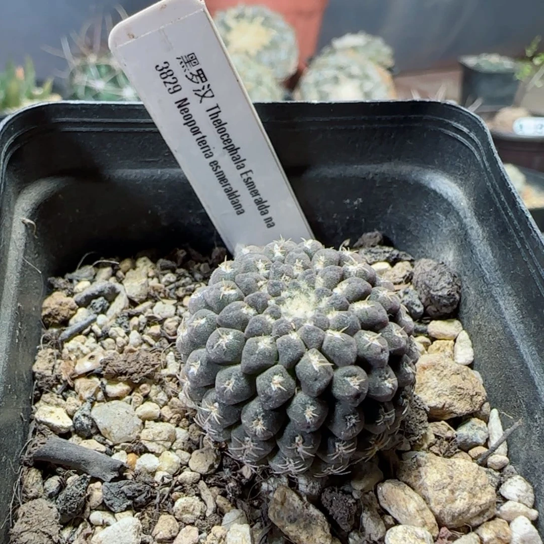 实生黑罗汉多肉2.7斤肉