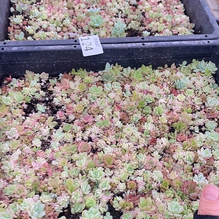 124 多肉植物盆栽花卉植物